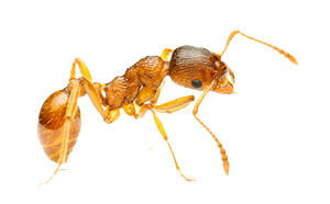 A close up of an ant on a black background