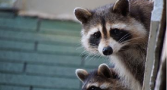 Two racoons are looking at the camera.