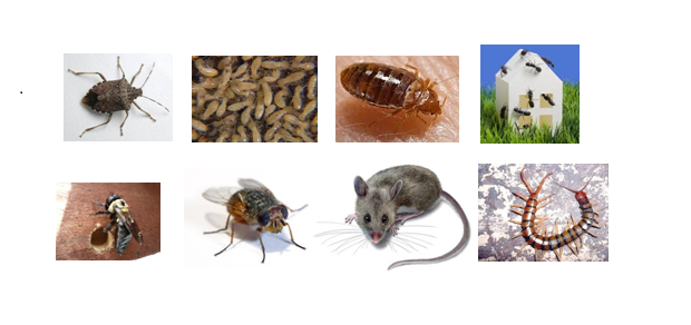 A variety of different animals and their food.