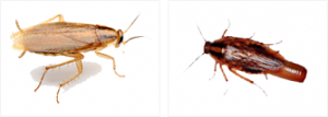 Two pictures of a bug that is sitting on the ground.