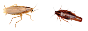 Two different bugs are shown in a green background.