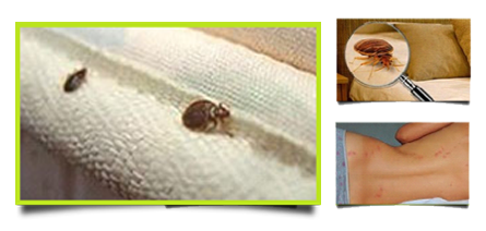 A bed bug is sitting on the sheet of a bed.