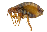 A close up of the head and legs of a flea.