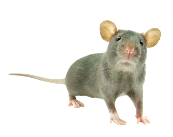 A mouse with yellow ears standing on top of a green background.