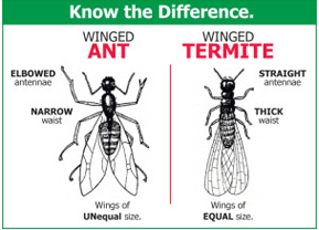 A picture of two different types of insects.