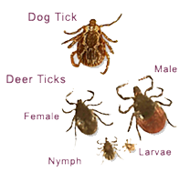 A green background with different types of ticks.