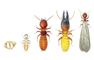 A group of three different sized bugs.