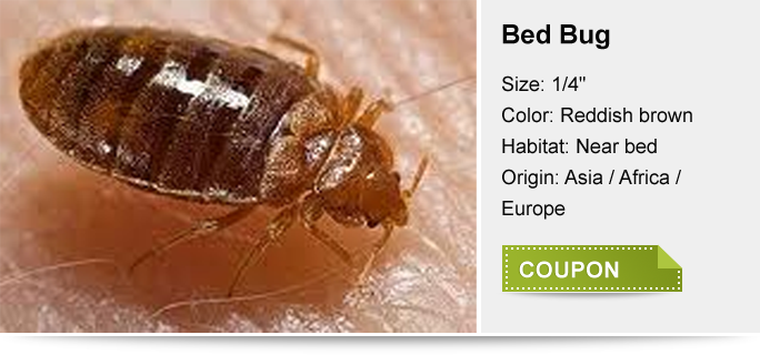 A bed bug is shown on top of the bed.