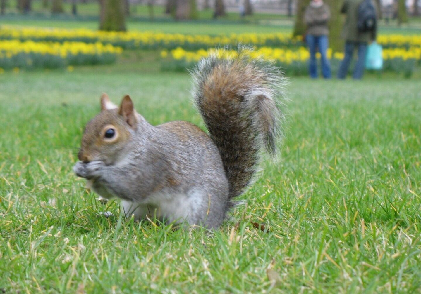 A squirrel is standing in the grass near people.