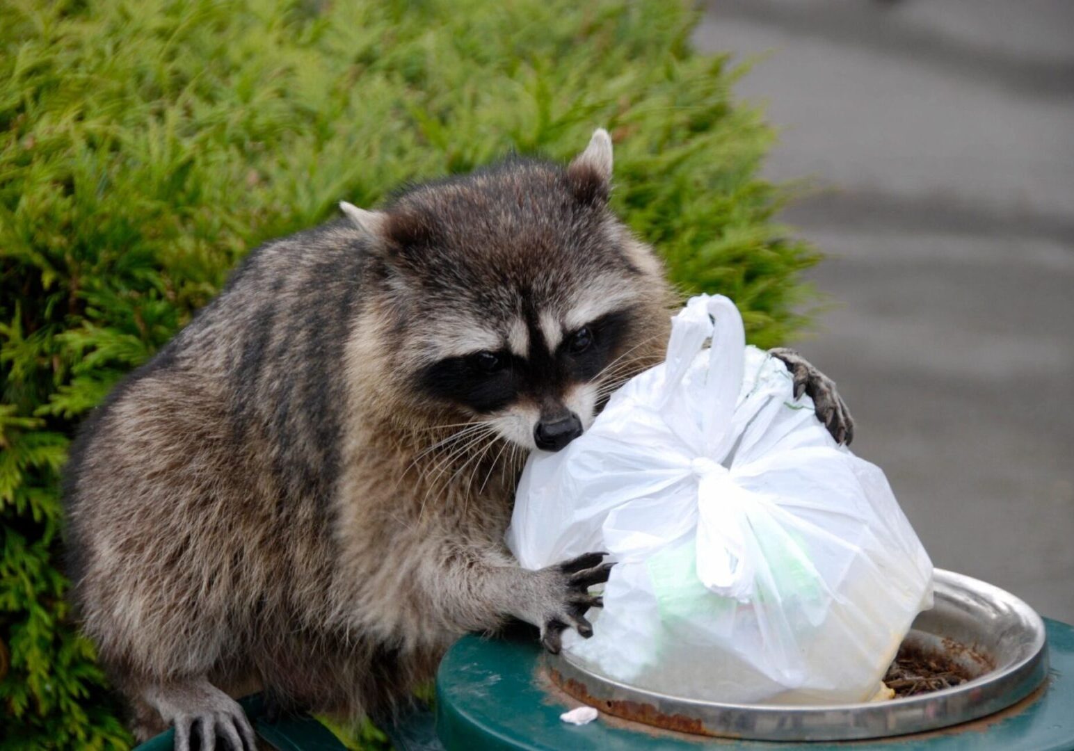 A raccoon is eating food from a trash can.